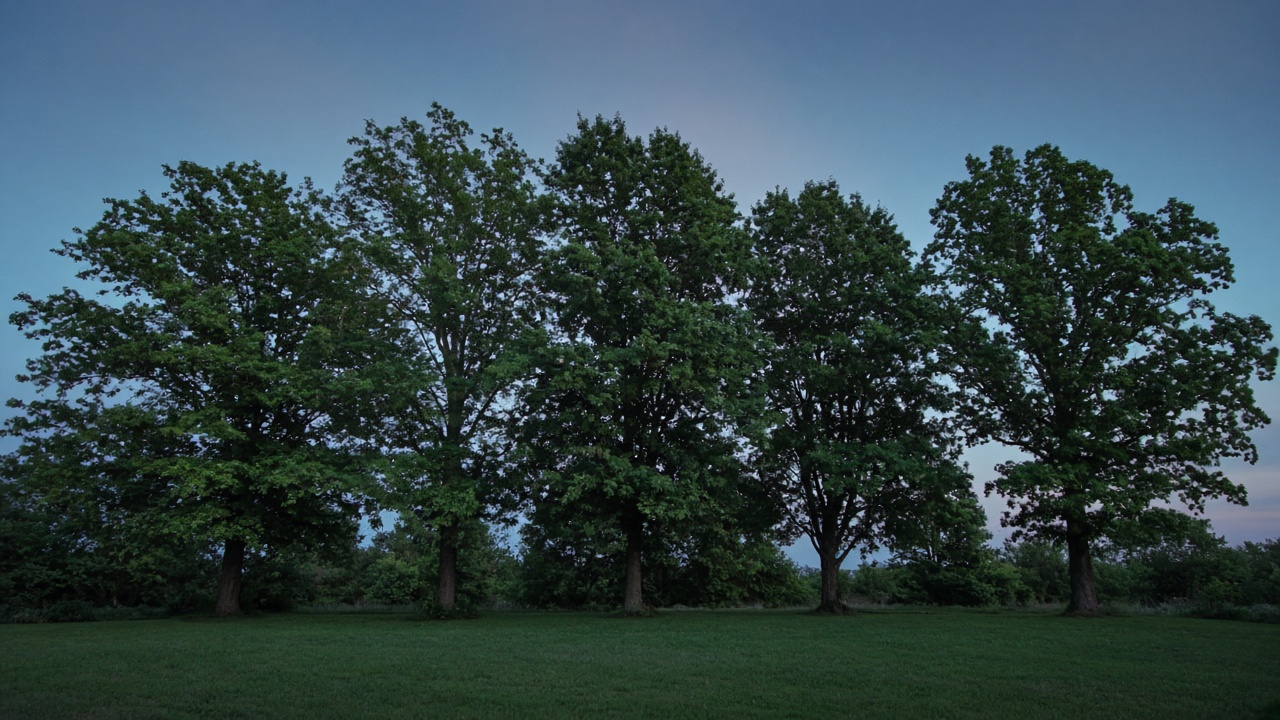 Dusk canopy over a Medina residential lot